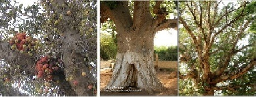성경 식물 - 뽕나무(돌무화과나무) 
